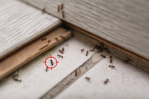 Best Insect Control  in Central Point, OR