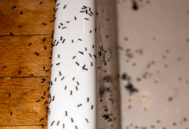 Best Flea Control Services  in Central Point, OR